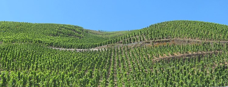 A New Rarity for Lovers of Old School Côte Rôtie