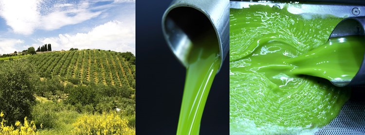 2020 Olio Nuovo: An Important Year