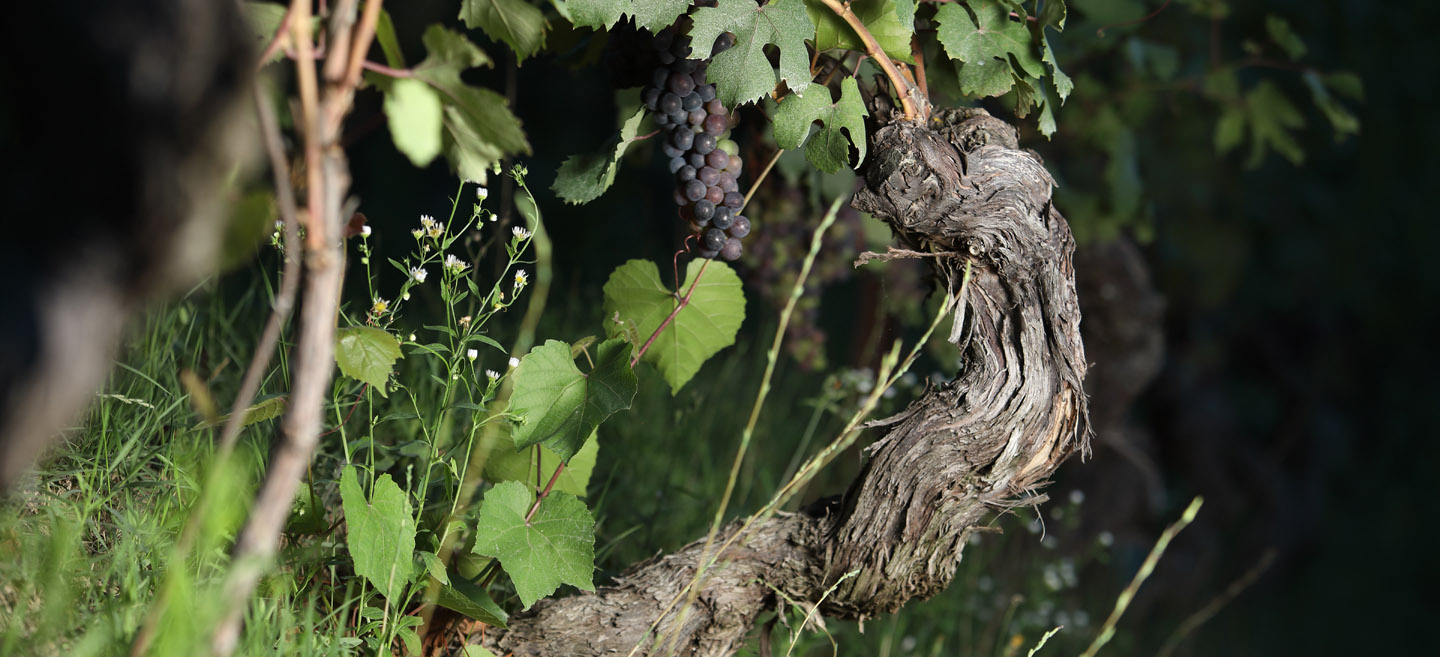 Nebbiolo Rosé